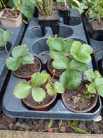 Aardbeien plantjes 10 stuks, Ophalen, Volle zon, Vaste plant, Zomer