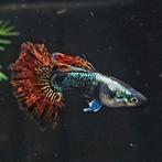 Raszuivere Platinum Red Dragon Guppen, prijs per koppel, Dieren en Toebehoren, Vis