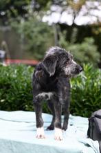 Medium kruising pup teefje 4 maanden, Dieren en Toebehoren, Particulier, Rabiës (hondsdolheid), 15 weken tot 1 jaar, Buitenland