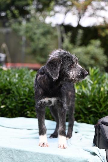 Medium kruising pup teefje 4 maanden beschikbaar voor biedingen