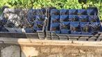 Planten. Partij zwarte slangenbaarden..vaste plant 50 stuks, Tuin en Terras, Planten | Struiken en Hagen, Ophalen of Verzenden