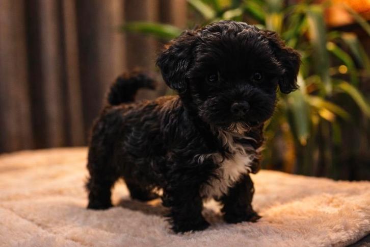 Direct beschikbaar. Maltipoo pups. In huis opgegroeid, Dieren en Toebehoren, Honden | Niet-rashonden, Klein, Meerdere dieren, Particulier