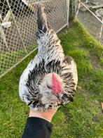Mooi trio Antwerpse Baardkriel ook zonder haan, Dieren en Toebehoren, Pluimvee, Meerdere dieren, Kip