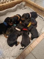 Airedale Terrier puppies, Dieren en Toebehoren, Honden | Jack Russells en Terriërs, België, Particulier, Overige rassen, 8 tot 15 weken