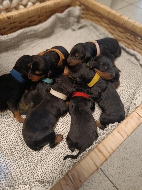 Airedale Terrier puppies, Dieren en Toebehoren, Honden | Jack Russells en Terriërs, Meerdere dieren, Overige rassen, Particulier