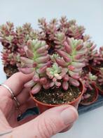 Sedum Rubrotinctum Aurora Jelly Bean, Huis en Inrichting, Kamerplanten, Overige soorten, Minder dan 100 cm, Ophalen of Verzenden