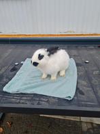 een plekje voor een lieve ram of voedster SNEL!!, Meerdere dieren, Groot, 0 tot 2 jaar