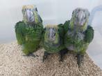 Amazone bodini's papegaaien, Dieren en Toebehoren, Vogels | Parkieten en Papegaaien, Mannelijk, Papegaai, Geringd