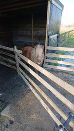 Erg lief, Dieren en Toebehoren, Schapen, Geiten en Varkens, Mannelijk, Geit