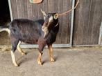 Mooie bok, Dieren en Toebehoren, Schapen, Geiten en Varkens, Mannelijk, Geit