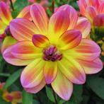 Dahlia Pacific Ocean rijkbloeiend tot november!, Tuin en Terras, Volle zon, Eenjarig, Zomer, Ophalen