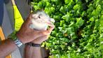 Jonge konijnen, Dieren en Toebehoren, Geslacht onbekend, Dwerg, Hangoor, 0 tot 2 jaar