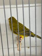 Zeerr goed fluitende kanarie man, Mannelijk, Kleurkanarie