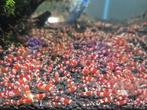 Christal red garnalen, Dieren en Toebehoren, Kreeft, Krab of Garnaal, Zoetwatervis