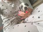 Americaanse stafford Reu, Rabiës (hondsdolheid), 8 tot 15 weken, Eén hond, Nederland