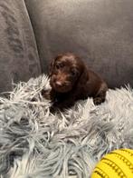 Ruwharige Teckel puppy’s, Standaard, Meerdere, Meerdere dieren, Ruwhaar