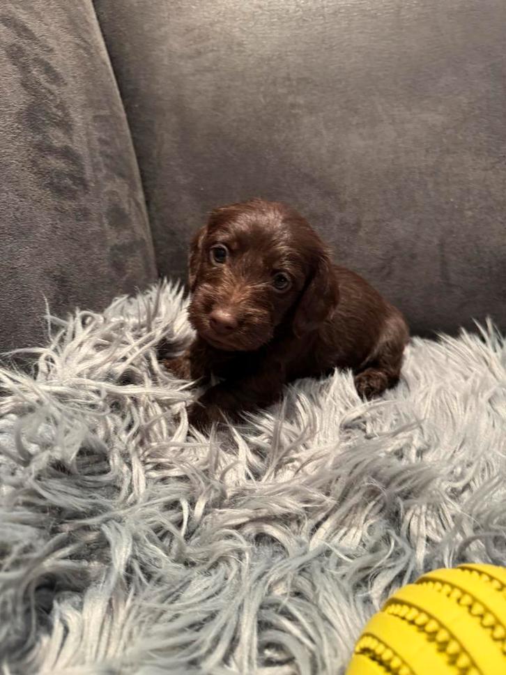 Ruwharige Teckel puppy’s, Dieren en Toebehoren, Honden | Teckels en Dashonden, Meerdere dieren, Ruwhaar, Standaard, Particulier