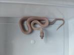 Korenslangen ultra(mel) charcoal en blizzards, Dieren en Toebehoren, Reptielen en Amfibieën, Slang, 0 tot 2 jaar