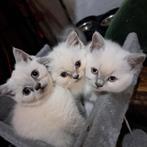 Britse korthaar kittens nog 2 blue point katers, Dieren en Toebehoren, Katten en Kittens | Raskatten | Korthaar, Meerdere dieren
