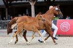 Interessant gefokt hengstveulen, Dieren en Toebehoren, Pony's, Niet van toepassing, Springpony, 0 tot 2 jaar, Hengst