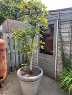Grote oude vijgenboom 235 cm kunststof pot Ficus Carica vijg, Tuin en Terras, Planten | Bomen, In pot, Halfschaduw, Lente, Overige soorten