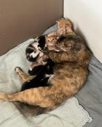 Nestje kittens, Dieren en Toebehoren, Katten en Kittens | Overige Katten, Meerdere dieren