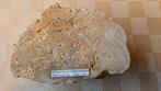 zwerfkei steen Bryozoen kalksteen met fraaie fossielen, Tuin en Terras, Grind, Keien en Split, Ophalen of Verzenden, Nieuw, Beige