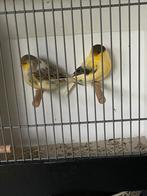 Koppel glosters, Dieren en Toebehoren, Vogels | Kanaries, Meerdere dieren, Kleurkanarie
