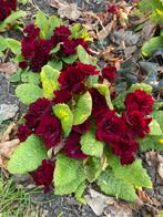 Primula biologisch, Tuin en Terras, Planten | Tuinplanten, Vaste plant, Halfschaduw, Lente, Ophalen