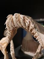 Haaienkaak Schedel - Uniek Decoratie Stuk, Ophalen of Verzenden, Zo goed als nieuw, Overige soorten, Schedel