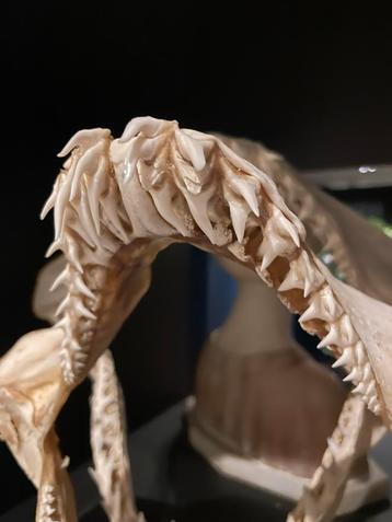 Haaienkaak Schedel - Uniek Decoratie Stuk beschikbaar voor biedingen