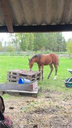 Hengsten veulen, Dieren en Toebehoren, Stalling en Weidegang