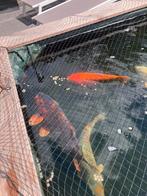 Japanse koi, Karper of Koi
