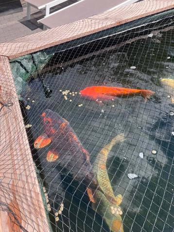 Japanse koi beschikbaar voor biedingen
