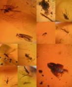 Barnsteen met insectjes, Verzamelen, Ophalen of Verzenden, Fossiel