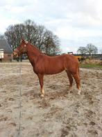 Weiland te koop gevraagd, 2 of 3 paarden of pony's
