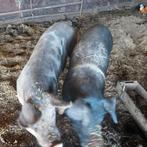 2 drachtige zeugen, Dieren en Toebehoren, Schapen, Geiten en Varkens