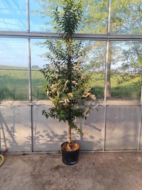 Portugese laurier  haagboom (prunus lusitanica angustifolia), Tuin en Terras, Planten | Bomen, Lente, Ophalen of Verzenden