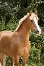 C Sport pony (GEZOCHT), Ophalen of Verzenden, Dressuur, Cap