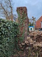 2 bomen brandhout wilg stamhout rondhout, Tuin en Terras, Ophalen, Volle zon, Overige soorten