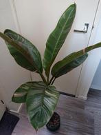 Musa Nono Pink variegated XXL, Ophalen of Verzenden, Overige soorten, Minder dan 100 cm