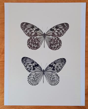 Poster met vlinders/vlinder beschikbaar voor biedingen