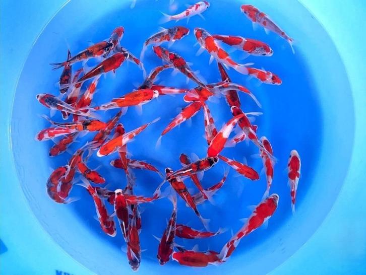 Kleine koi? Jumbo Nisai? AANBIEDING in Japankoi, Dieren en Toebehoren, Vissen | Vijvervissen, Karper of Koi