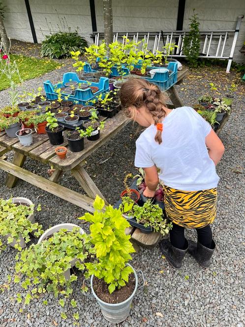 Goedkope Tuinplanten 😍 bio moestuin plantjes, groente enz, Tuin en Terras, Planten | Fruitbomen, Overige soorten, Minder dan 100 cm