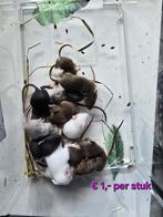 Voedermuizen in verschillende leeftijden., Dieren en Toebehoren, Roofvogel
