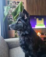 Oud Duitse Herder (teefje, 1 jaar), Dieren en Toebehoren, Honden | Herdershonden en Veedrijvers, 1 tot 2 jaar, Teef, Eén hond