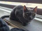 Blauwe Rus Poes, Dieren en Toebehoren, Katten en Kittens | Raskatten | Korthaar, Poes, Gechipt, 6 jaar of ouder