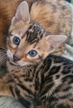 ✨Prachtige LAATSTE Brown bengaal✨ zie beschrijving, Dieren en Toebehoren, Poes, Met stamboom, 0 tot 2 jaar