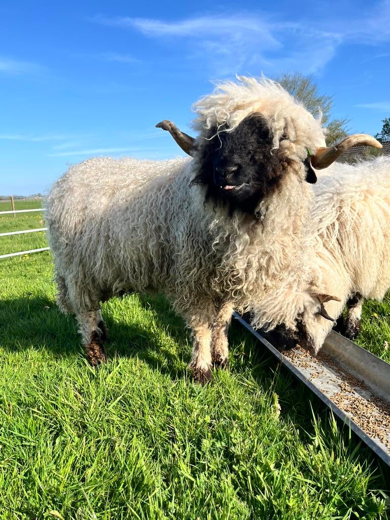 Walliser Schwartznase ram, Mannelijk, Schaap