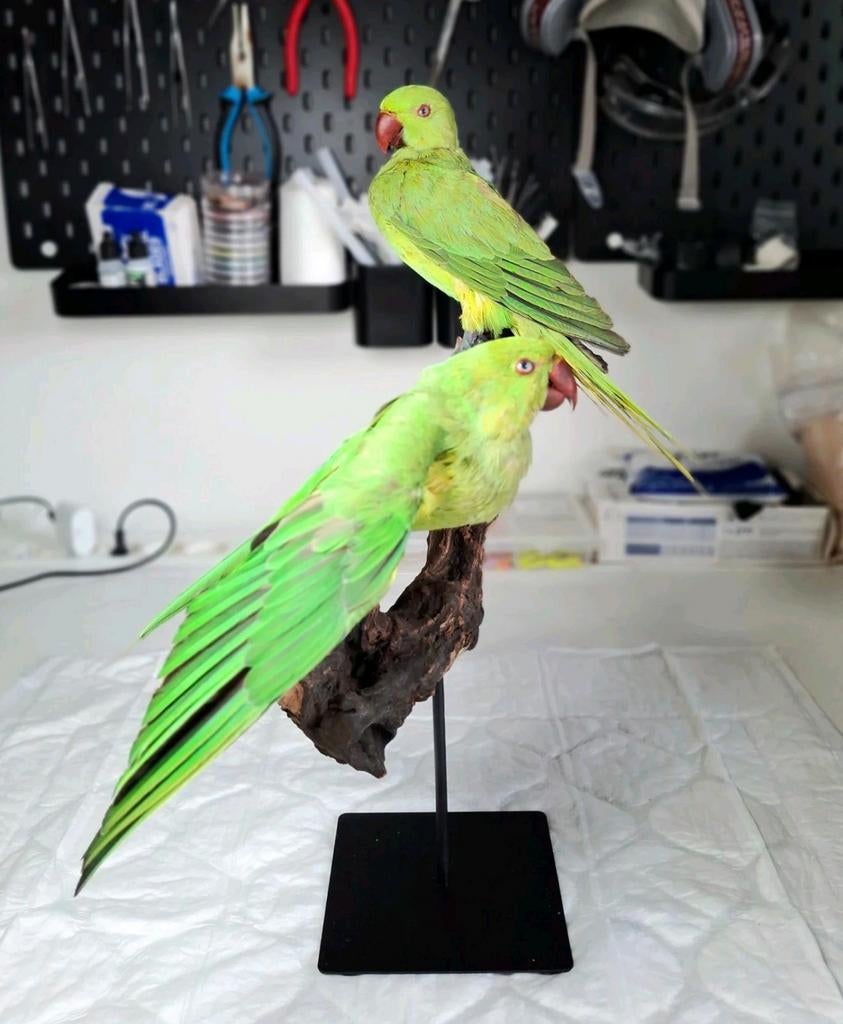 Twee opgezette halsbandparkieten, Ophalen of Verzenden, Nieuw, Vogel, Opgezet dier